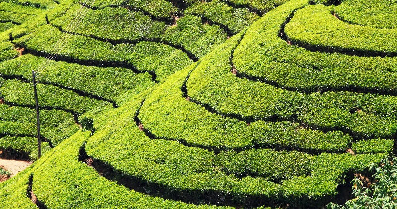 Sri Lanka Teeplantage